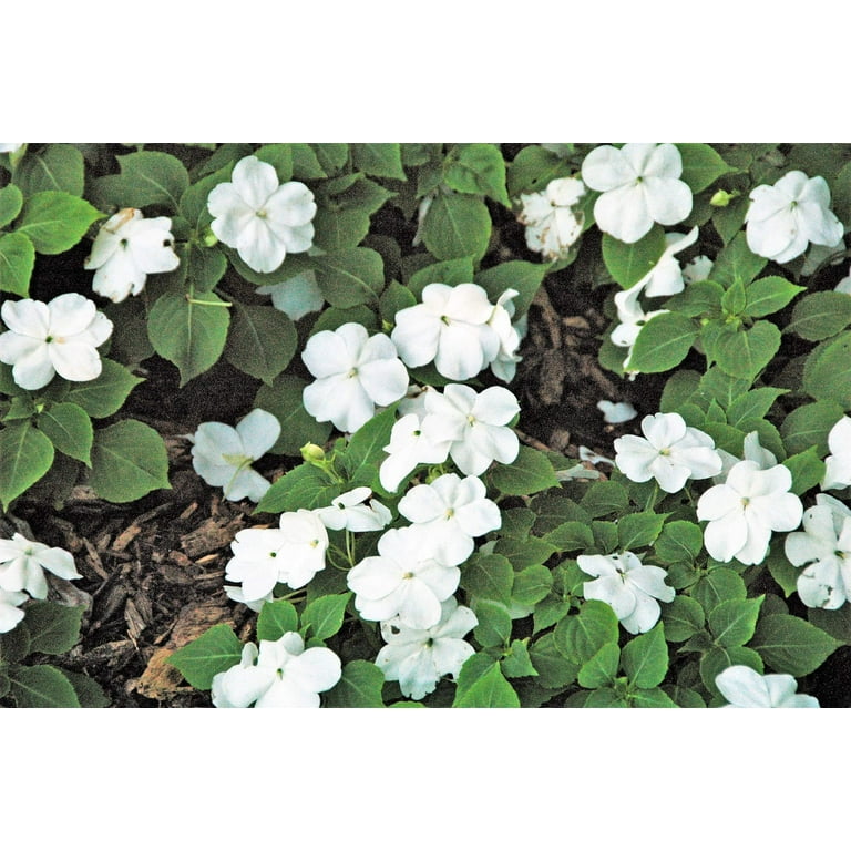 Walmart impatiens flats new arrivals