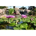 thumbnail image 3 of Aquascape 98500 12 in. x 8 in. Aquatic Plant Pot, 3 of 7