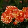 thumbnail image 3 of Heirloom Roses Rose Bush - Alfred Sisley Shrub , Live Rose Plant, 3 of 3