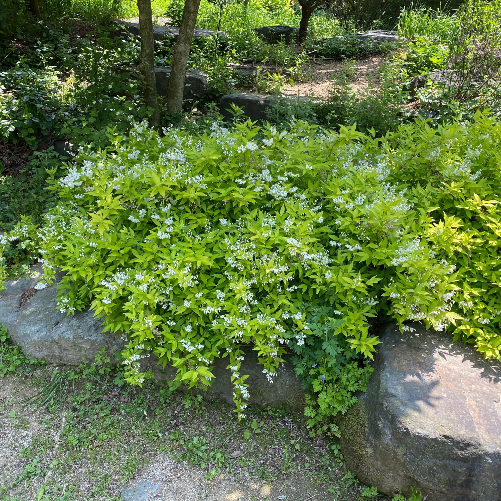 Proven Winners ColorChoice 5" White Chardonnay Pearls Deutzia Live Plant in 4.5" Pot (4 Count)