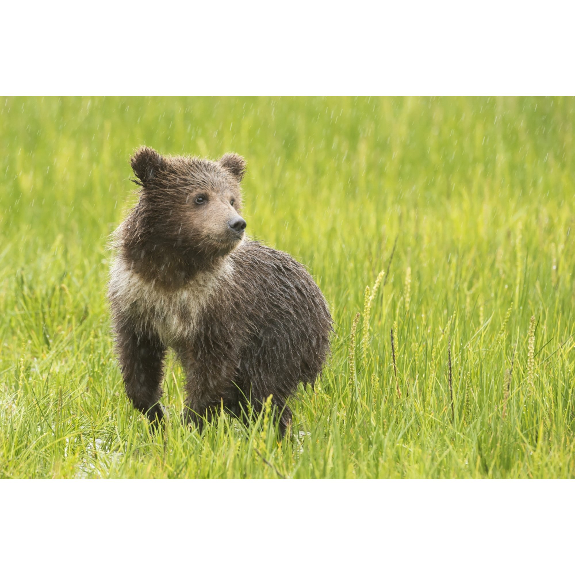 Grizzly bear (Ursus arctos horribilis) cub in grass Lake Clark National Park Alaska United States Canvas Art - Daisy Gilardini Design Pics (19 x 12)