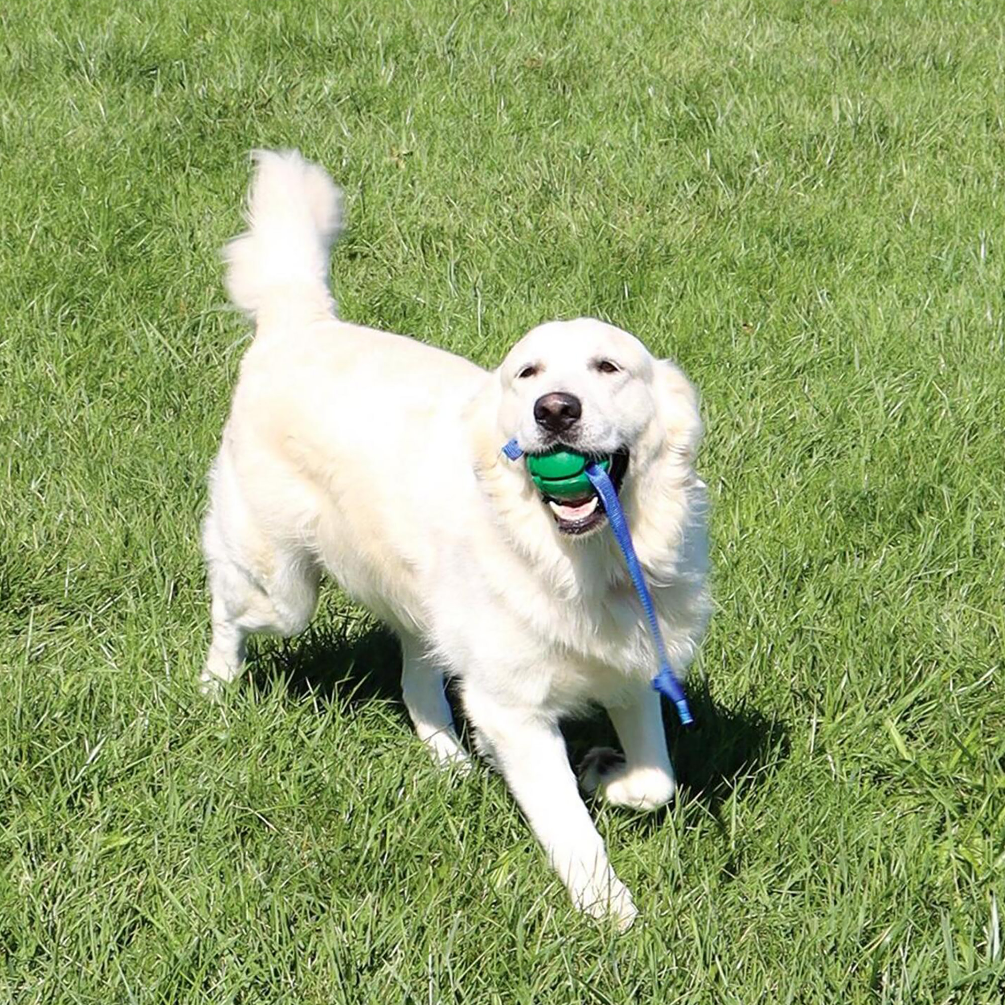 PetKORE: FloTex Tug - Large - 3.25" Green, Rubber Dog Toy, Removable Strap Tail, Patented Airflow Grooves, Bounce-Fetch-Chew, Pet Indoor-Outdoor Play