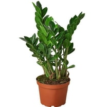Zamioculcas Zamiifolia ZZ Live Plant for Indoor | Different Houseplants in 4'' & 6'' Pot | Real House Plant for Living Room, Office, Desk & Bathroom