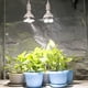 thumbnail image 3 of 5X E27 Lámpara para Plantas Bombilla 35W LED Luz de Cultivo de Planta Espectro Completo Luz Cálida para Invernadero Jardín Interior, 3 of 8