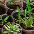 thumbnail image 3 of Paquete de 40 Macetas de Vivero Transparentes de 5,7 Pulgadas para Plantas: Macetas para PláNtulas con Almacenamiento de Agua, 3 of 5