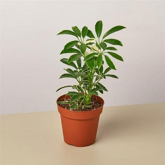 House Plant 4-SCHEFFLERA-MOONDROP Schefflera Moonlight Umbrella Plant in 4 in. Pot