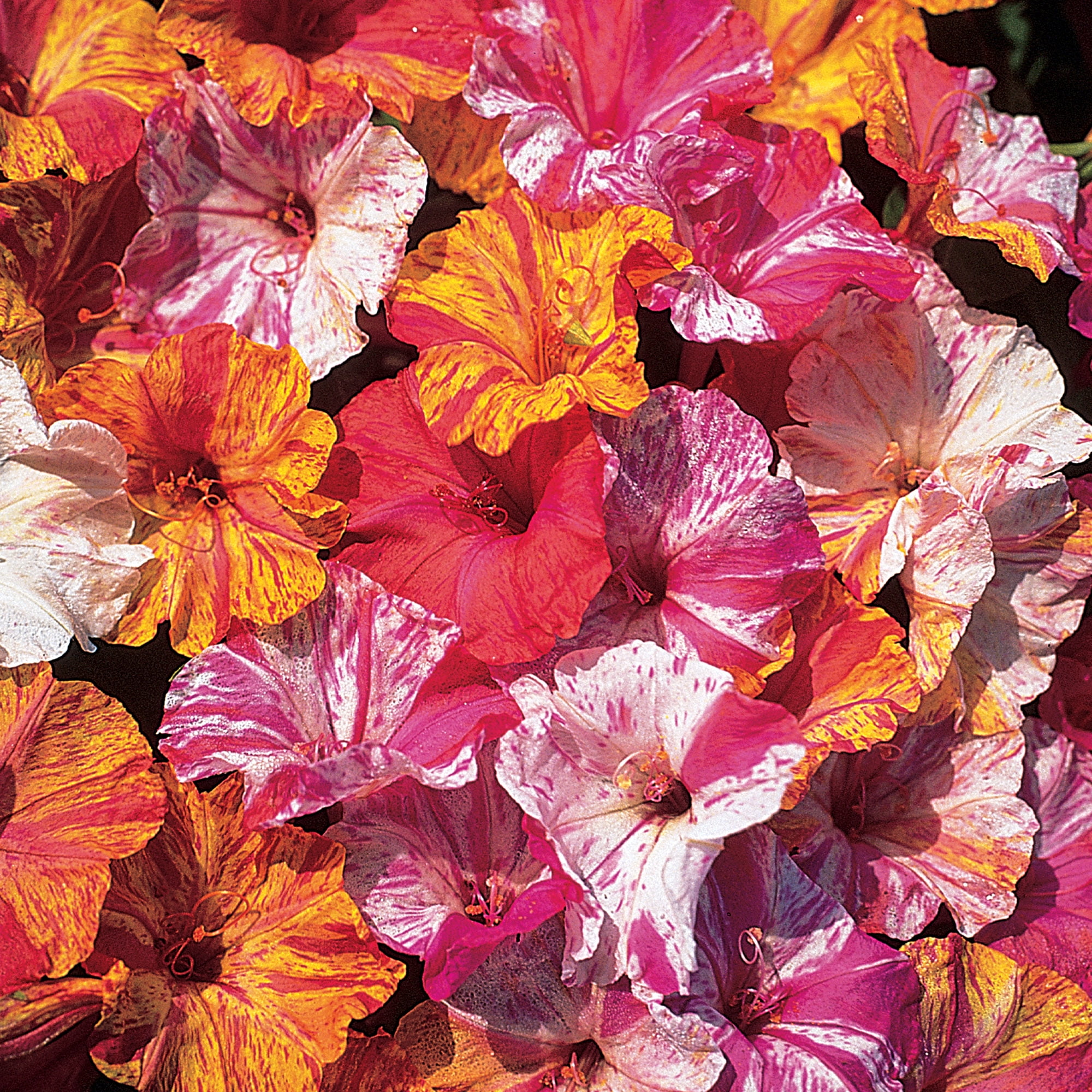 Burpee Kaleidoscope Mixed Colors Four O'Clocks Flower Seed, 1-Pack