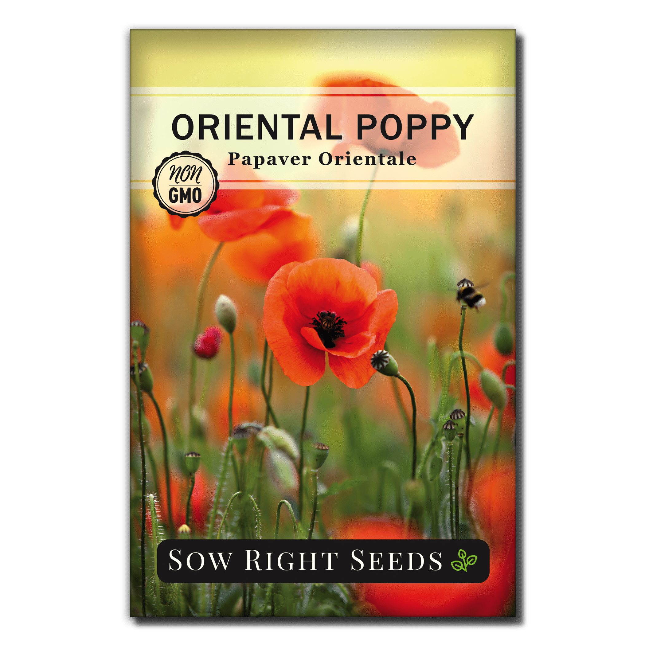 Oriental Poppy Seeds Non GMO Heirloom Varieties for Planting