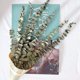 thumbnail image 4 of Ramas de eucalipto reales YONGSHENG 12 Tallos hojas naturales color verde, 4 of 5
