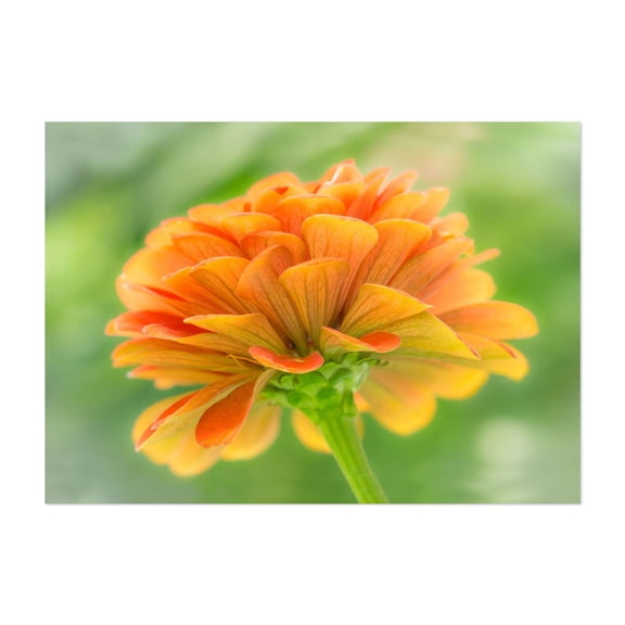Orange Zinnia - Photography Floral Flowers Botanical Nature Garden Scenic Summer Unframed Wall Art Print 4 x 6 inches