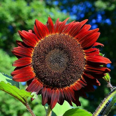 

Sunflower RED SUN 5-6’ Bronze/Maroon Flowers 6 Pollinat Non-GMO 25 Seeds!