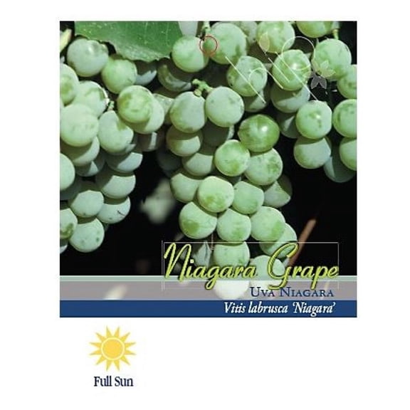 Pirtle Nursery 2048 Niagara Grape Vine Plant #2, 1.5 gal.