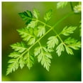 thumbnail image 2 of Everwilde Farms - 1 oz Winter Chervil Herb Seeds - Gold Vault Bulk Seed Packet, 2 of 3