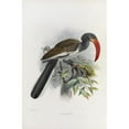 thumbnail image 3 of Daniel Giraud Elliot 17x24 Black Modern Framed Museum Art Print Titled - Trackus Monteiri (1882), 3 of 5