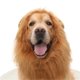 thumbnail image 1 of Realistic & Funny Leo Man for Dogs - Pet Clothes Leo Man Dog Cosplay Costumes with Ears Fancy Dress Up for S/M/L Dogs, 1 of 4