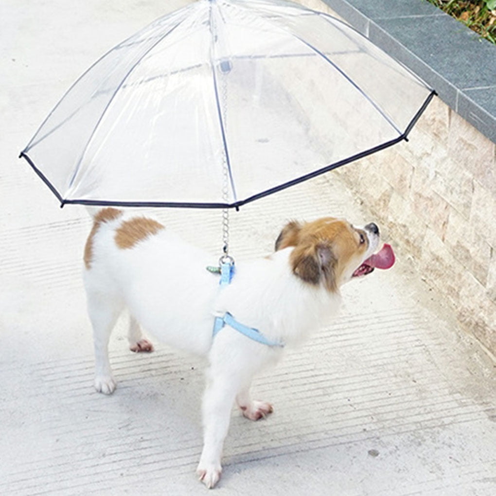 umbrella dog hat