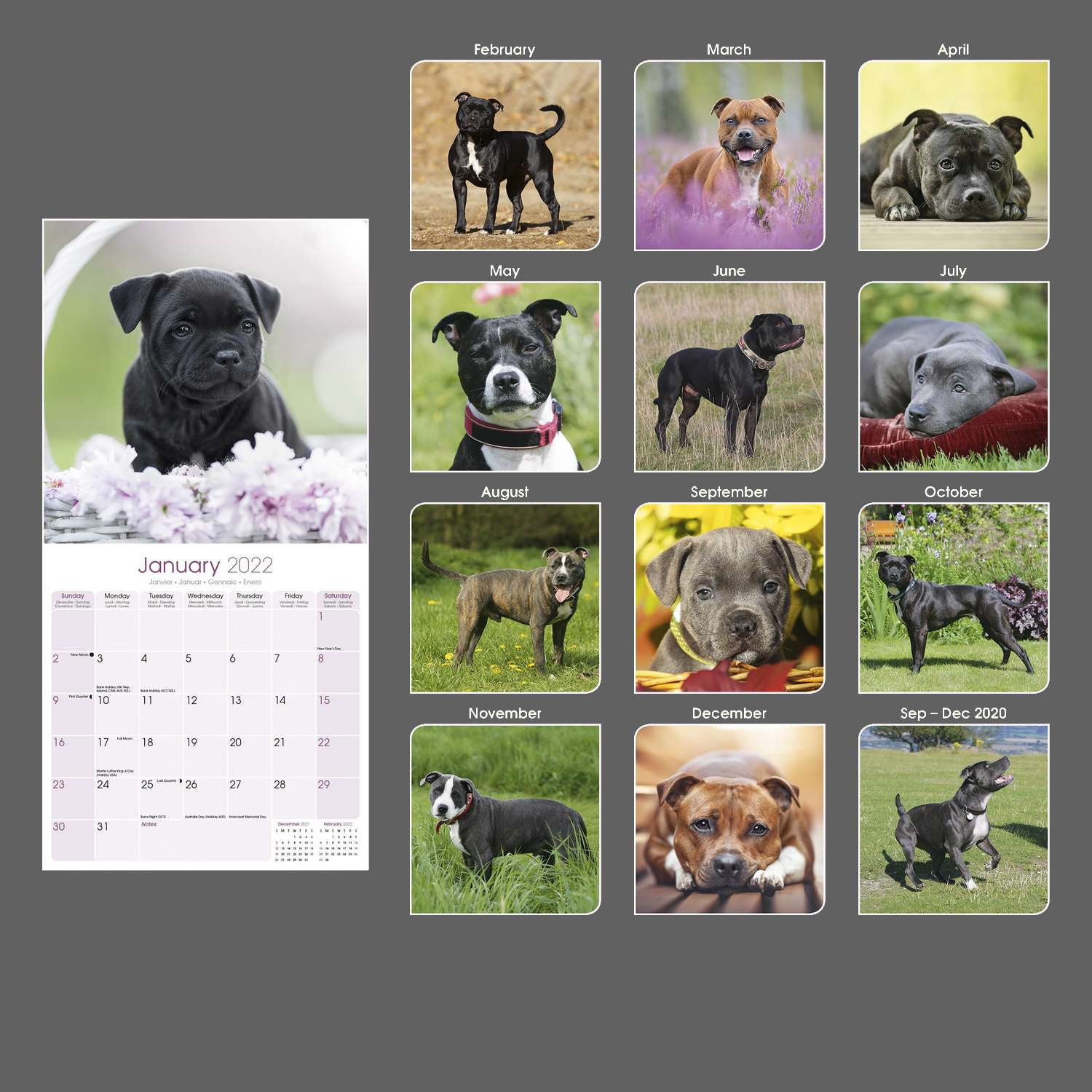 Staffordshire Bull Terrier Calendar 2020 Premium Dog Breed Calendars 
