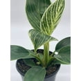 thumbnail image 5 of Philodendron Birkin, 4 inch, White Wave, Mermaid's Tail, 5 of 9