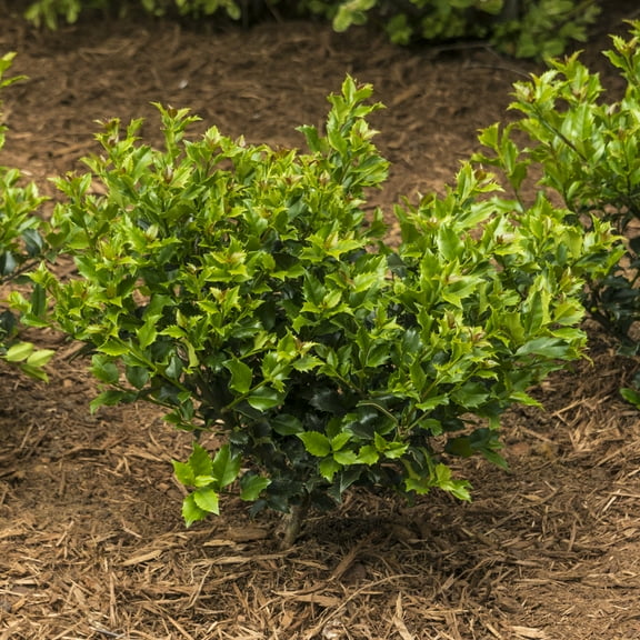 Blue Prince Holly Broadleaf Evergreen Shrub, grown in a 2.50 quart pot (1-Pack)
