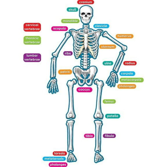 Teacher Created Resources Human Skeleton Magnetic Accents, Multicolor