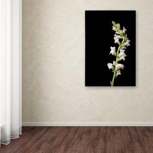 Trademark Fine Art 'White Snapdragons Against Black Background' Canvas Art by PIPA Fine Art