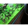 thumbnail image 2 of Potted Monte Carlo (Micranthemum) - Easy Carpet Aquarium Plant by West Coast Aquatics, 2 of 4