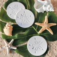 thumbnail image 3 of Set de 4 posavasos para bebidas Kate Aspen Sand Dollar, 10 cm, 3 of 7
