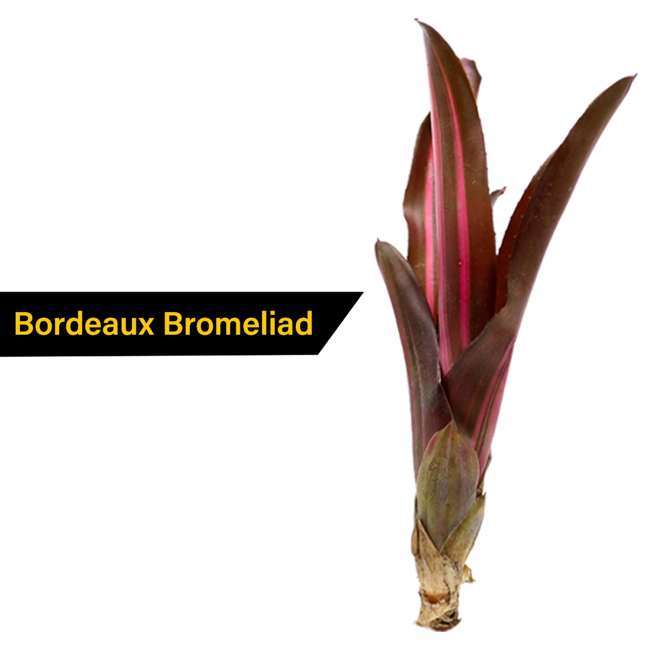 ReptiCulture Assorted Bromeliad Plant 6 ct