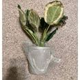 thumbnail image 3 of 14" x 16" Faux Calathea Plant in Ceramic Pot - Hearth & Hand™ with Magnolia, 3 of 5
