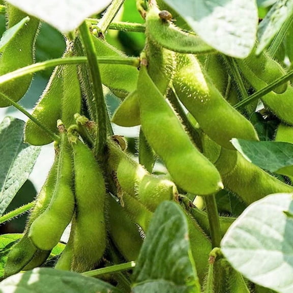 TomorrowSeeds - Triple Play Edamame Soy Bean Seeds - 60 Count - For 2026 Planting USA Garden Asian
