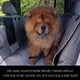 thumbnail image 5 of Funda para asiento de perro iBuddy Hamaca impermeable para SUV/camioneta, 5 of 6