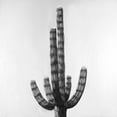 thumbnail image 2 of Atelier B Art Studio 12x12 Black Ornate Wood Framed with Double Matting Museum Art Print Titled - Cactus, 2 of 4