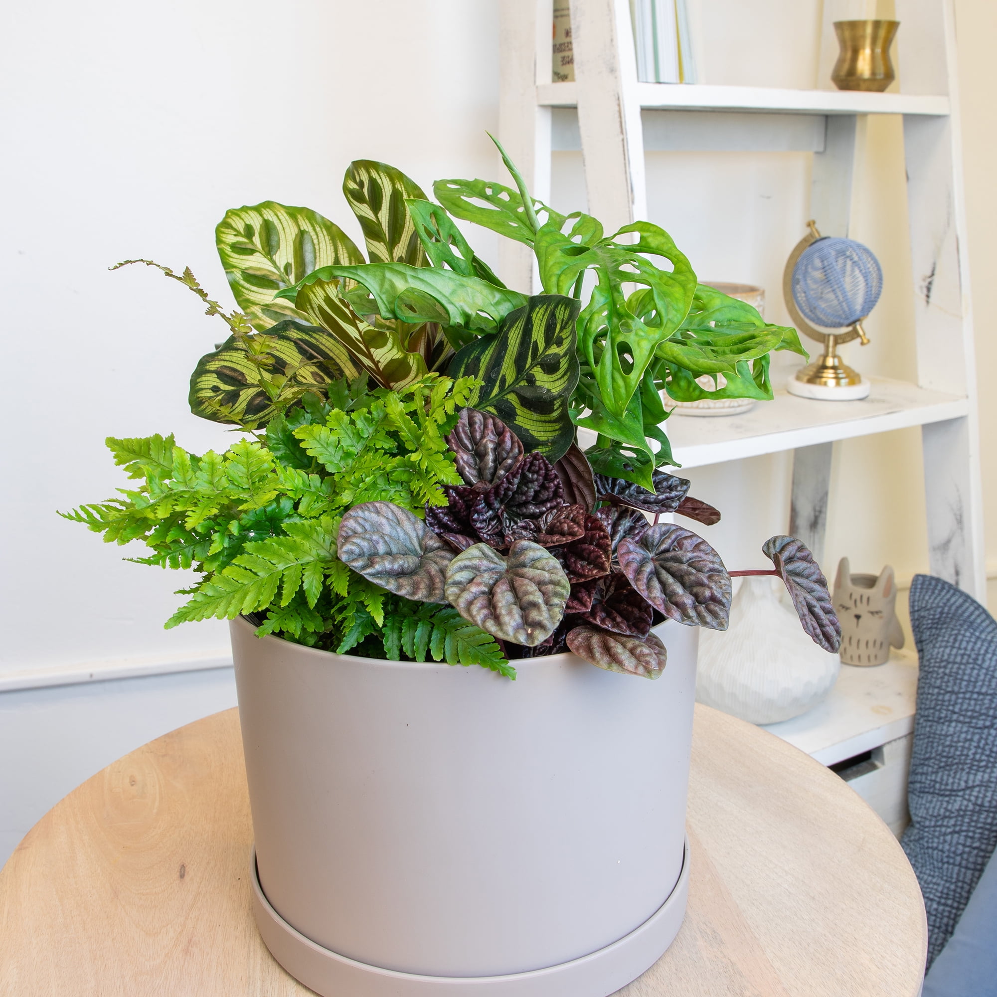 Classic House Plants (4PK) - Live Plants - Air Purifying Easy Plant Pack - 4.25 in Pots - Element by Altman Plants