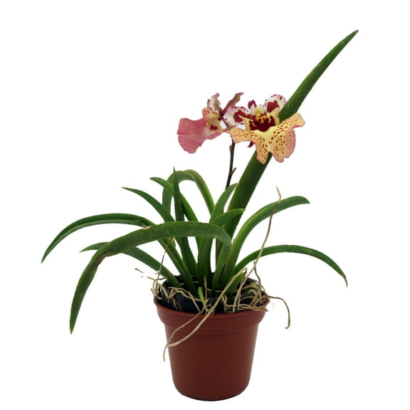 Tiny Dancer- Tolumnia- Miniature Orchid Plant without Flower Spike - 2" Pot - Beautiful House Plant