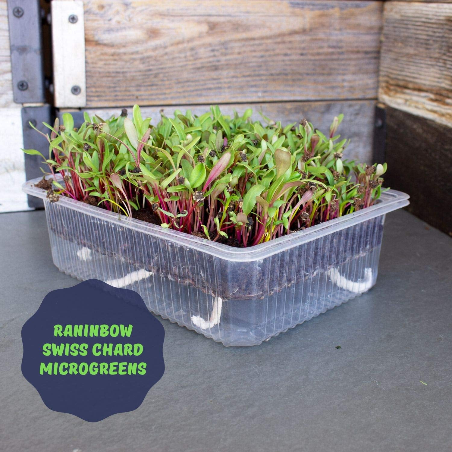 Self Watering Microgreens Kit - Soil Based - Grow Micro Greens In Soil - Easy Growing - Fun to Eat - Grow Sunflower, Speckled Pea, Rainbow Swiss Chard & Cilantro