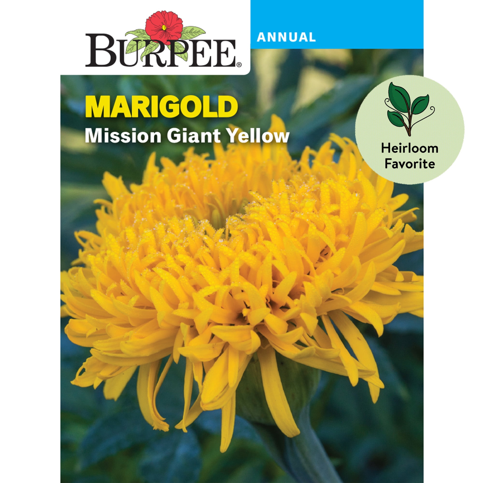 MARIGOLD Hand Grown/Packed in USA! GIANT GOLDEN Fresh Seeds - - 100 -