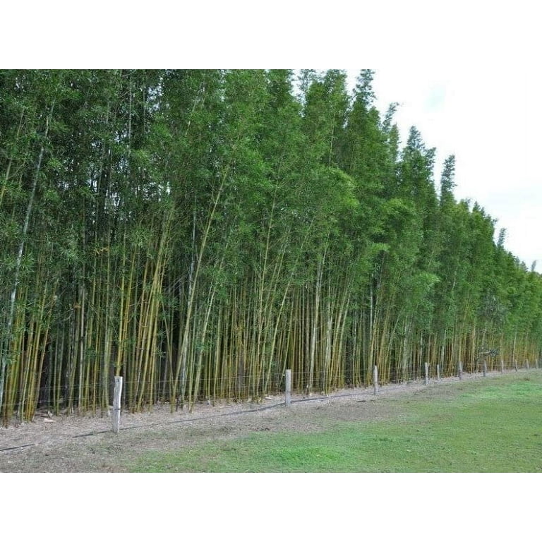 Giant Timber Bamboo Live Plant Bambusa Oldhamii Beautiful Non-Invasive Clumping Bamboo Privacy Screen
