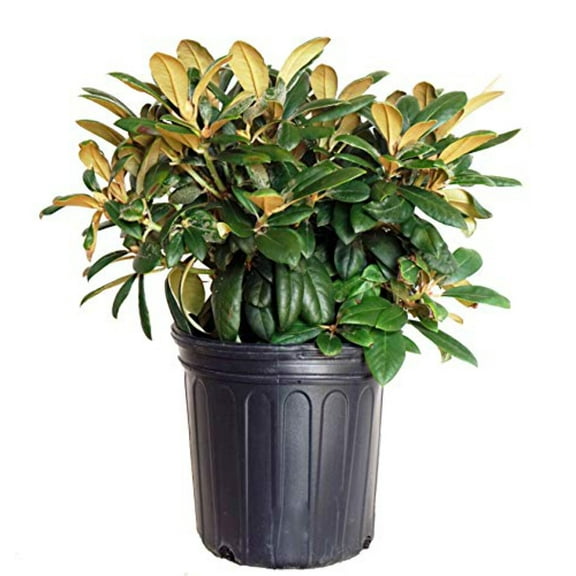 Rhododendron yak. 'Princess' (Rhododendron) Evergreen, light pink flowers that ages to white, #2 - Size Container