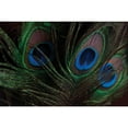 thumbnail image 3 of Berzel, Erin 24x17 Black Modern Framed Museum Art Print Titled - Peacock Feathers I, 3 of 5