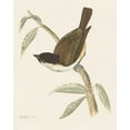 thumbnail image 2 of Wild Apple Portfolio 26x32 White Modern Wood Framed Museum Art Print Titled - Engraved Birds II, 2 of 4