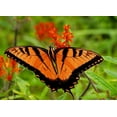 thumbnail image 2 of Mansfield, Kathy 14x11 Black Ornate Wood Framed with Double Matting Museum Art Print Titled - Metallic Butterfly, 2 of 4
