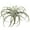 Gray, variant on Vickerman 10.5" Artificial Green Tillandsia Pick.