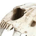 thumbnail image 1 of Resin Tiger Skull, Skeleton Model, Small Size for Home Gardening, Hotels , Home Furnishings, 1 of 8