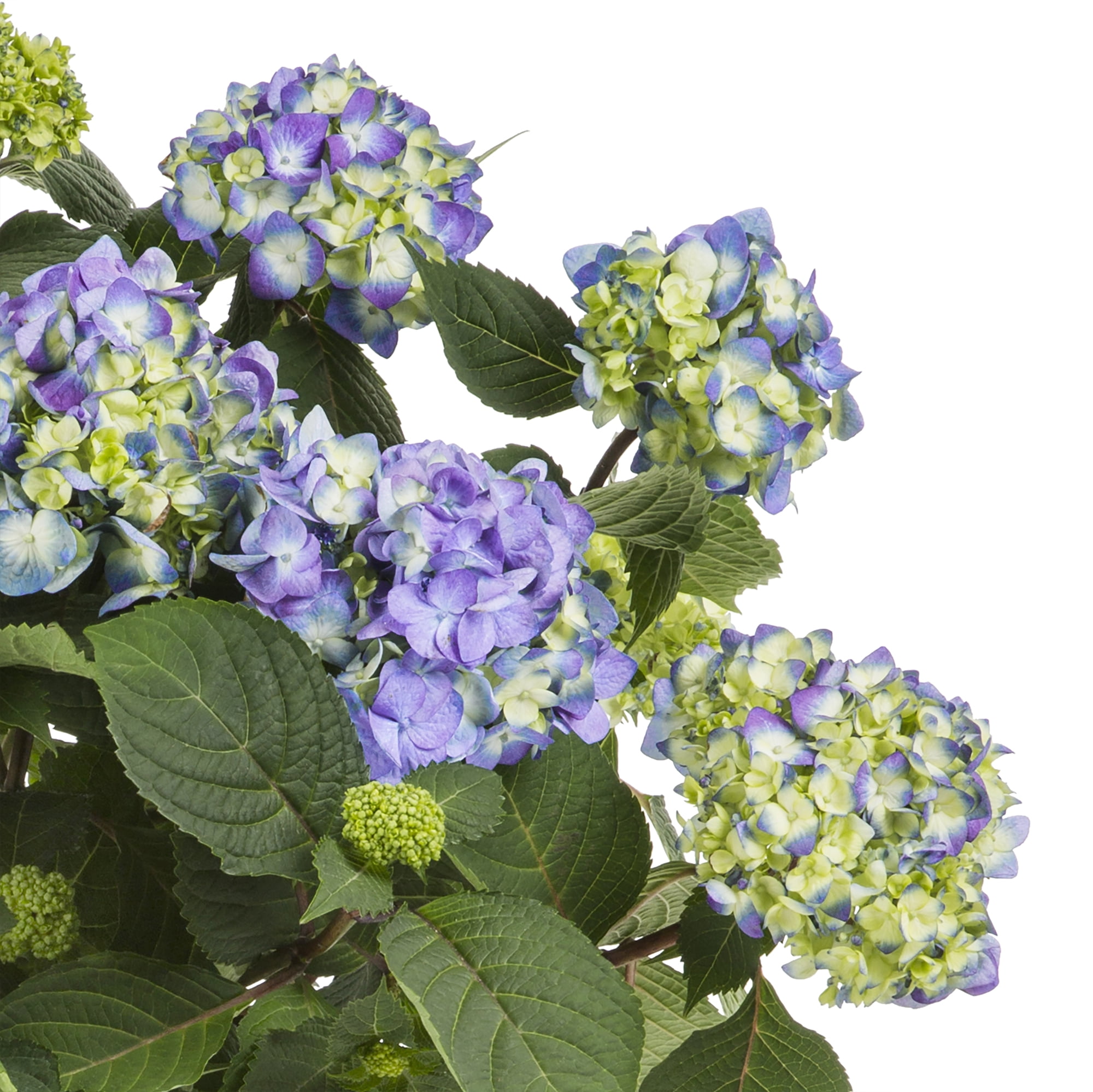 Endless Summer The Original Reblooming Hydrangea Live Shrub in 1-Gallon Grower Pot