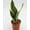 Futura, variant on Robusta Snake Plant - Live Plant in a 4 Inch Pot - Sansevieria Superba - Beautiful and Elegant Easy Care Indoor Houseplants