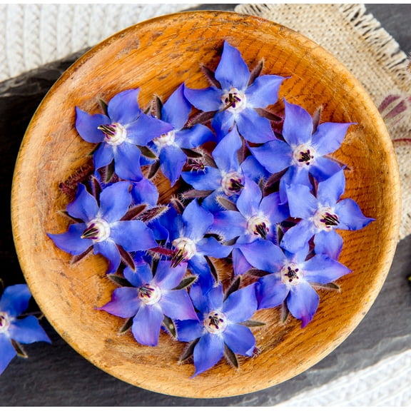 Blue Borage Starflower Cucumber Salad Premium Seeds Packet Great for Kids!