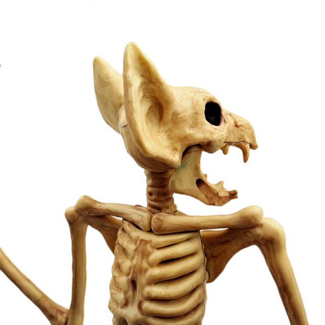 Huesos De Esqueleto De Animales Huesos De Esqueleto De Animales Para Halloween Huesos De Esqueleto De Animales De Halloween Esqueleto De Simulación De Terror Decoración De Fiesta ANGGREK Otros