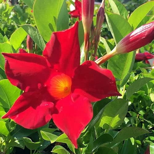 Red Mandevilla Sanderi,Brazilian Jasmine Seed 100 Seeds Climbing Vines Plant Attract Butterflies