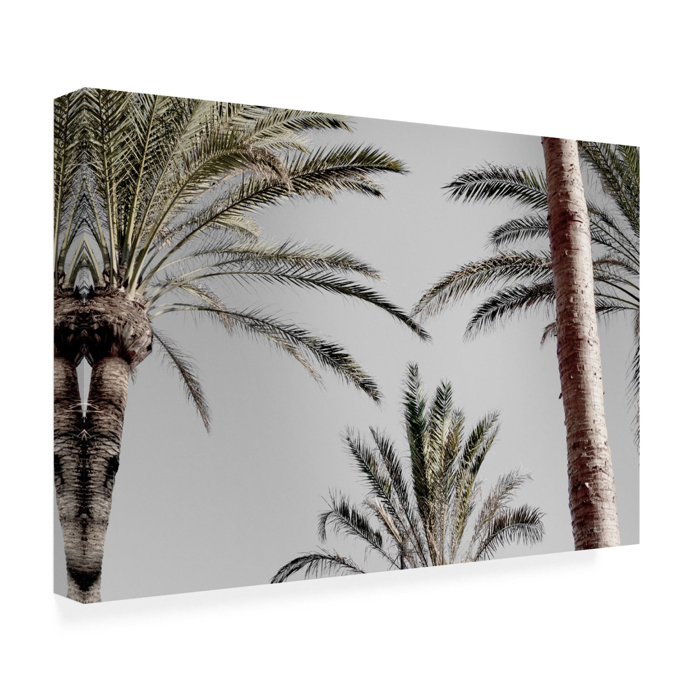 Trademark Fine Art Pictufy Studio III Palm 9 Canvas Wall Art