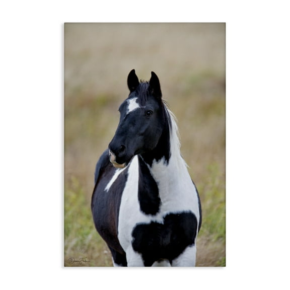 Stupell Industries Black & White Foal Animals & Insects Photography Gallery Wrapped Canvas Art Print Wall Art, 16 x 24